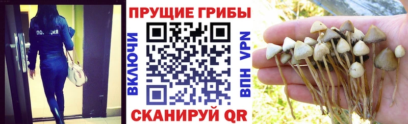 Галлюциногенные грибы Magic Shrooms  где купить наркотик  Тула 
